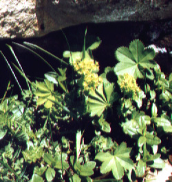 Frauenmantel (lat. Alchemilla glabra)