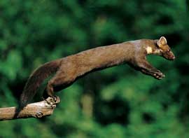 Baum- (oder Edel-)Marder im Sprung
