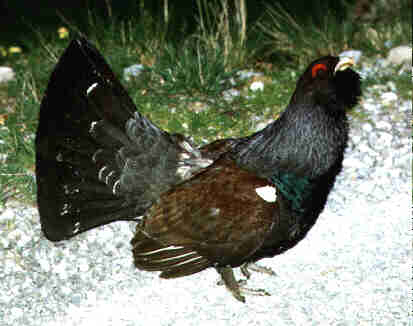 AUERHAHN.jpg (14450 Byte)