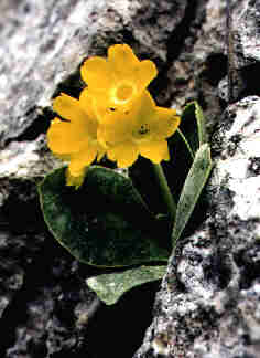 Flhblume, Felsaurikel