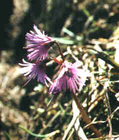 Echtes Alpenglckchen