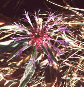 bergflockenbl.jpg (12152 Byte)