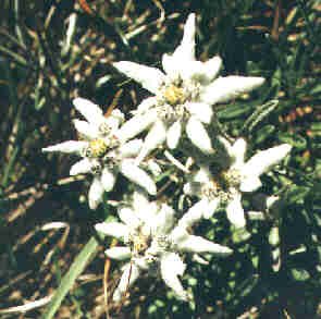 Edelweiss