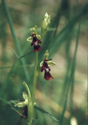 Fliegen-Ragwurz (Ophrys insectifera)