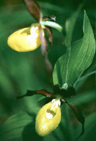 Frauenschuh (Cypripedium calceolus)