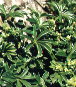 Silbermantel (lat. Alchemilla conjuncta)