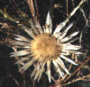 Silberdistel