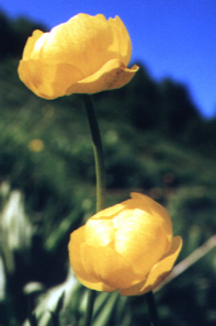 Trollblume (latTrollius europaeus)