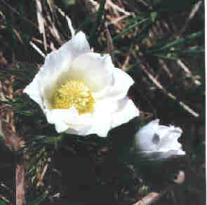 weianemo.jpg (7828 Byte)