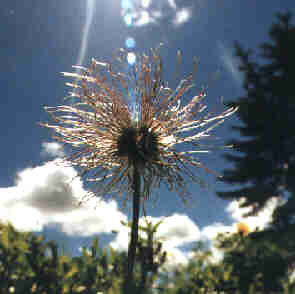 Wilder Mann - "Wild Maa"